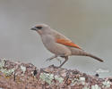 Bay-winged Cowbird, Greyish Baywing