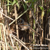 Bearded Reedling