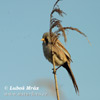 Bearded Reedling