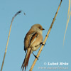 Bearded Reedling