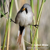 Bearded Reedling