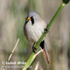 Bearded Reedling