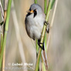 Bearded Reedling