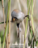 Bearded Reedling