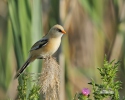 Bearded Reedling