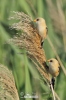 Bearded Reedling