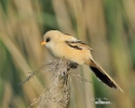 Bearded Reedling