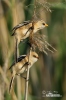 Bearded Reedling