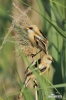 Bearded Reedling