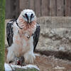 Bearded Vulture