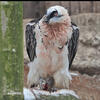 Bearded Vulture