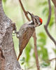 Bearded Woodpecker