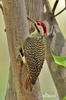 Bearded Woodpecker