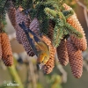 Bec-croisé des sapins