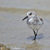 Bécasseau sanderling