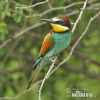 Bee-eater