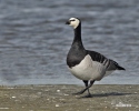 Bernacle Goose