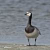 Bernacle Goose