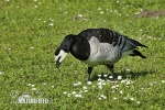 Bernacle Goose