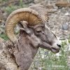 Bighorn Sheep