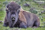 Bison d'Amérique du Nord