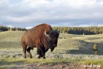 Bison d'Amérique du Nord