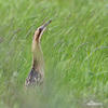 Bittern