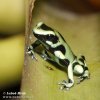 Black and Green Dart Frog