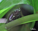 Black and Green Dart Frog