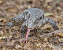 Black and White Tegu