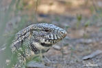 Black and White Tegu