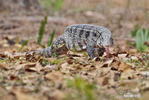 Black and White Tegu