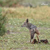 Black-backed jackal