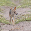 Black-backed jackal