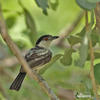 Black-backed Puffback