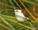 Black-backed Water-Tyrant