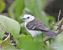 Black-backed Water-Tyrant