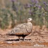 Black-bellied Sandgrouse