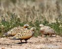 Black-bellied Sandgrouse