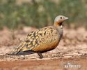 Black-bellied Sandgrouse