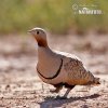 Black-bellied Sandgrouse