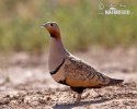 Black-bellied Sandgrouse