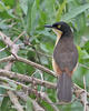 Black-capped Donacobius