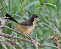 Black-capped Donacobius