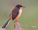 Black-capped Donacobius