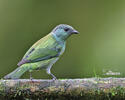 Black-capped Tanager