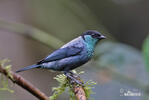 Black-capped Tanager