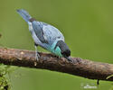 Black-capped Tanager