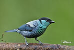 Black-capped Tanager