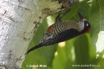 Black-cheeked Woodpecker